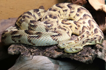 Puffotter / Puff adder / Bitis arietans