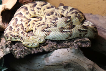Puffotter / Puff adder / Bitis arietans