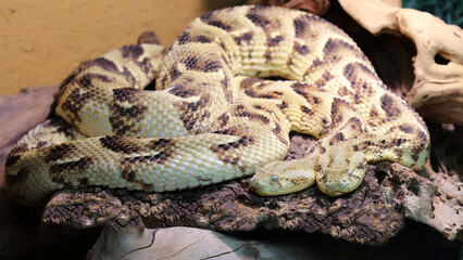 Puffotter / Puff adder / Bitis arietans