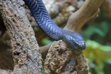 Schwarze Speikobra / Black spitting cobra / Naja nigricincta woodi