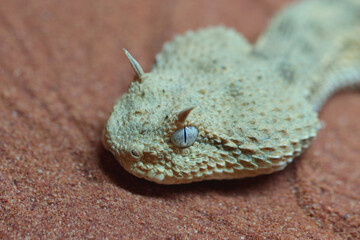 Wüsten-Hornviper / Saharan horned viper / Cerastes cerastes