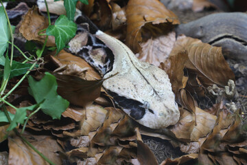 Östliche Gabunviper / Gaboon viper / Bitis gabonica