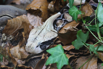 Östliche Gabunviper / Gaboon viper / Bitis gabonica