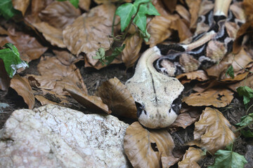Östliche Gabunviper / Gaboon viper / Bitis gabonica