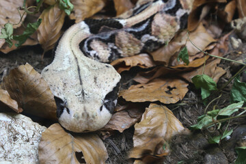 Östliche Gabunviper / Gaboon viper / Bitis gabonica