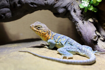 Halsbandleguan / Common collared lizard / Crotaphytus collaris collaris