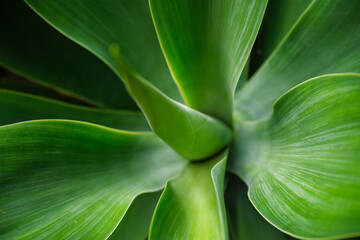 Agave attenuata aka foxtail agave or lion's tail agave leaves top view close up