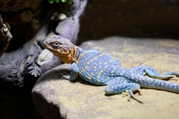 Halsbandleguan / Common collared lizard / Crotaphytus collaris collaris