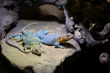 Halsbandleguan / Common collared lizard / Crotaphytus collaris collaris