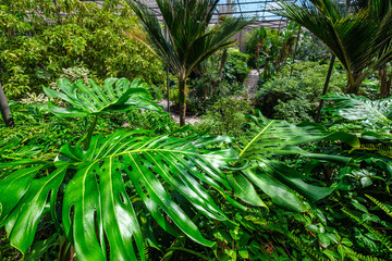 Obraz na płótnie Canvas Interior view of the cold house Estufa Fria is a greenhouse with gardens, ponds, plants and trees with Monstera deliciosa leaves in the foreground in Lisbon, Portugal
