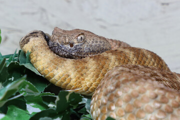 Angel de la Guarda Klapperschlange / Angel de la Guarda Island speckled rattlesnake / Crotalus angelensis