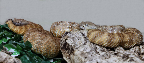 Angel de la Guarda Klapperschlange / Angel de la Guarda Island speckled rattlesnake / Crotalus angelensis