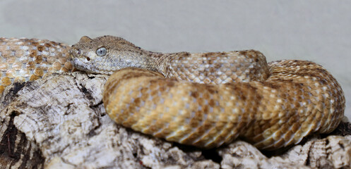 Angel de la Guarda Klapperschlange / Angel de la Guarda Island speckled rattlesnake / Crotalus angelensis
