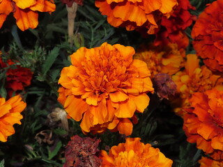 orange flowers in a garden