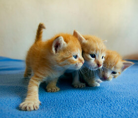 three hugging cats