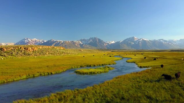 Aerial: Drone Flying Forward Over River Flowing By Cows Grazing On Green Plants Near Mountain Ranges Against Sky - Mammoth Lakes, California