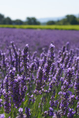 Fototapeta premium Lavender Field