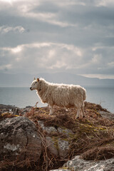 Fototapeta premium Sheep on a Hill