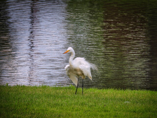 Egret Bird Fluffs Out Its Feathers on the Bank of a Pond