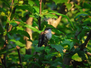 Ruby-Throated Hummingbird Fluffs Out Perched on a Branch