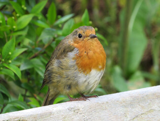 Robin