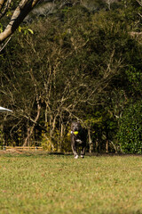 Beautiful Pit bull dog with blue nose playing in the grassy garden with his ball. Sunny day. Nature