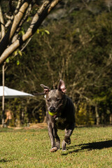 Beautiful Pit bull dog with blue nose playing in the grassy garden with his ball. Sunny day. Nature