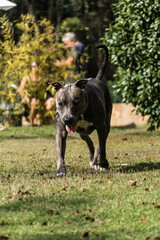 Beautiful Pit bull dog with blue nose playing in the grassy garden with his ball. Sunny day. Nature