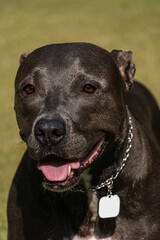Beautiful Pit bull dog with blue nose playing in the grassy garden with his ball. Sunny day. Nature