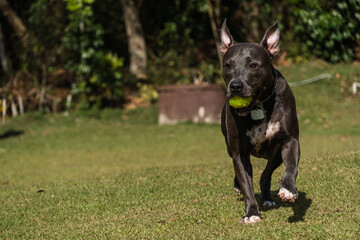 Beautiful Pit bull dog with blue nose playing in the grassy garden with his ball. Sunny day. Nature