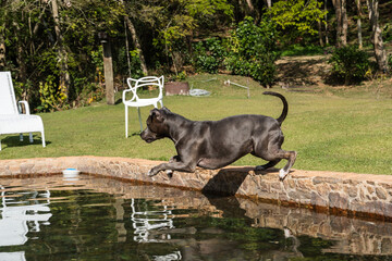Beautiful blue nose pit bull dog playing and jumping in the natural pool with grassy garden around....