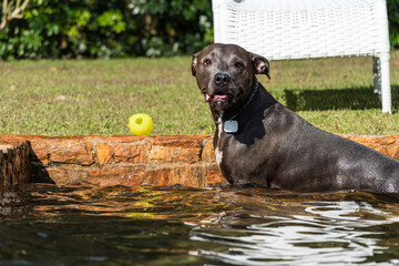 Beautiful blue nose pit bull dog playing and jumping in the natural pool with grassy garden around. Sunny day. Nature