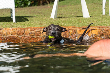 Beautiful blue nose pit bull dog playing and jumping in the natural pool with grassy garden around....