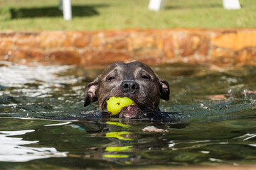 Beautiful blue nose pit bull dog playing and jumping in the natural pool with grassy garden around....