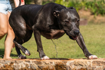 Beautiful blue nose pit bull dog playing and jumping in the natural pool with grassy garden around....