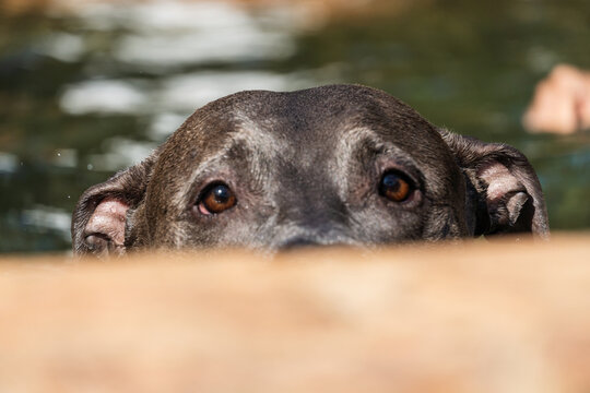 Beautiful blue nose pit bull dog playing and jumping in the natural pool with grassy garden around. Sunny day. Nature - Powered by Adobe