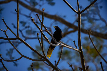 A crested oropendola (Psarocolius decumanus) male. Also known as the Suriname crested oropendola or the cornbird. A bird with a long narrow crest and a long whitish bill.