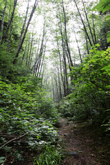 trees closing in over path in the forest