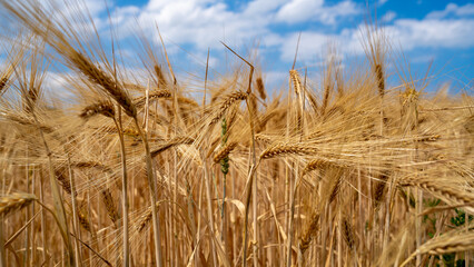 Golden wheat field. Selective focus. Landscape scene. Agricultural background. Outside. Daytime....
