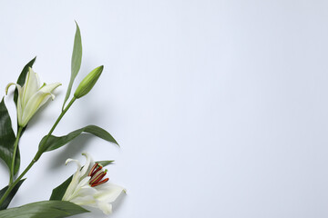 Beautiful lilies on white background, top view with space for text. Funeral symbol