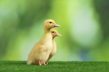 Cute fluffy ducklings on artificial grass against blurred background, space for text. Baby animals