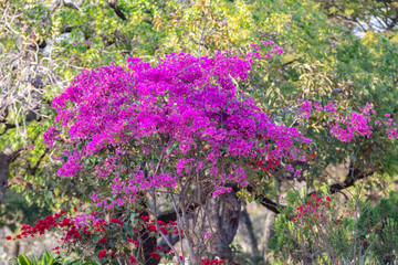 Obraz premium Wild pink flowers in an idyllic, relaxing setting