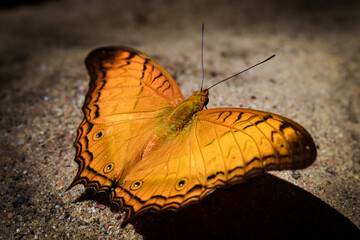 Orange butterfly on the ground