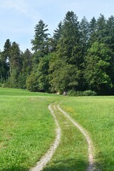 road between fields in the forest