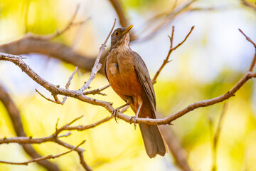 Picture of a beautiful Rufous-bellied Thrush bird! (Turdus rufiventris ) 