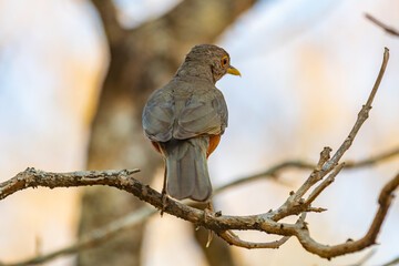 Picture of a beautiful Rufous-bellied Thrush bird! (Turdus rufiventris ) 