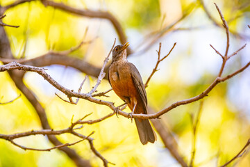 Picture of a beautiful Rufous-bellied Thrush bird! (Turdus rufiventris ) 