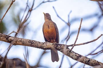 Picture of a beautiful Rufous-bellied Thrush bird! (Turdus rufiventris ) 