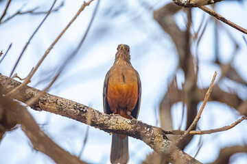 Picture of a beautiful Rufous-bellied Thrush bird! (Turdus rufiventris ) 