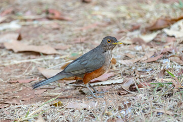 Picture of a beautiful Rufous-bellied Thrush bird! (Turdus rufiventris ) 